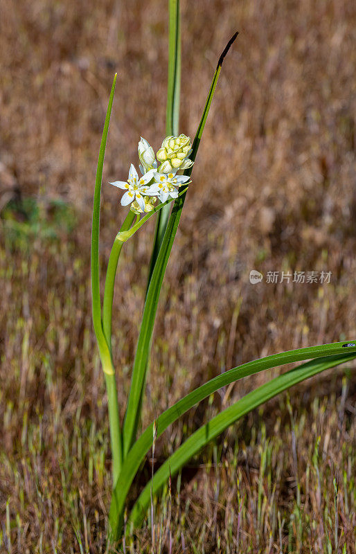 Toxicoscordion fremontii, known as the common star lily or Frémont's deathcamas or star zigadene or Zygadene Lily. Fincon Ridge Park, Santa Rosa, California.